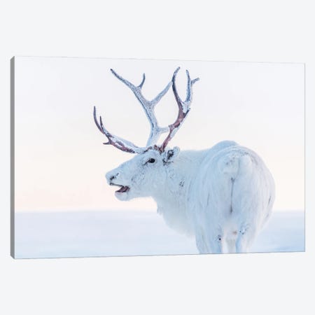 White Reindeer Canvas Print #KMD158} by Karen Mandau Canvas Wall Art