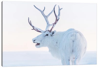 White Reindeer Canvas Art Print - Karen Mandau