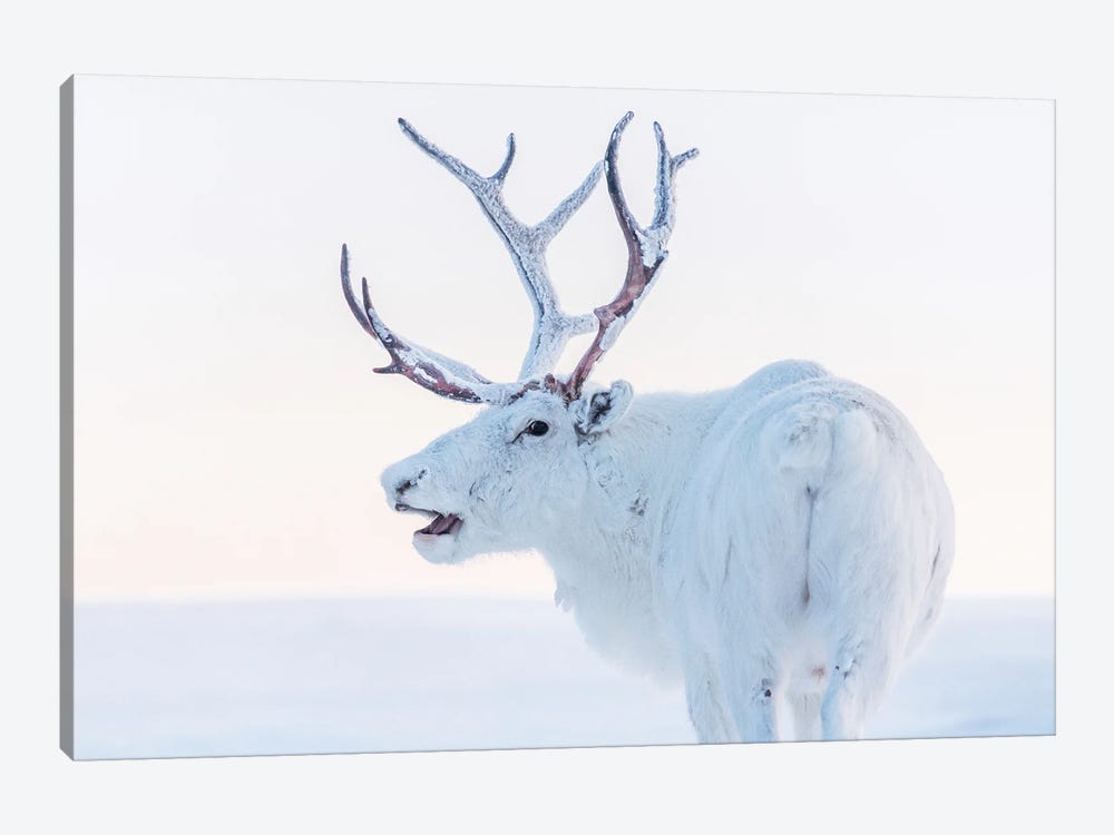 White Reindeer by Karen Mandau 1-piece Canvas Print