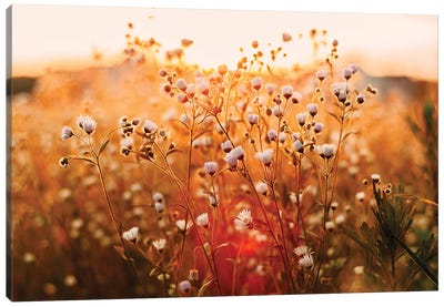White Wildflower Field Canvas Art Print - Golden Hour