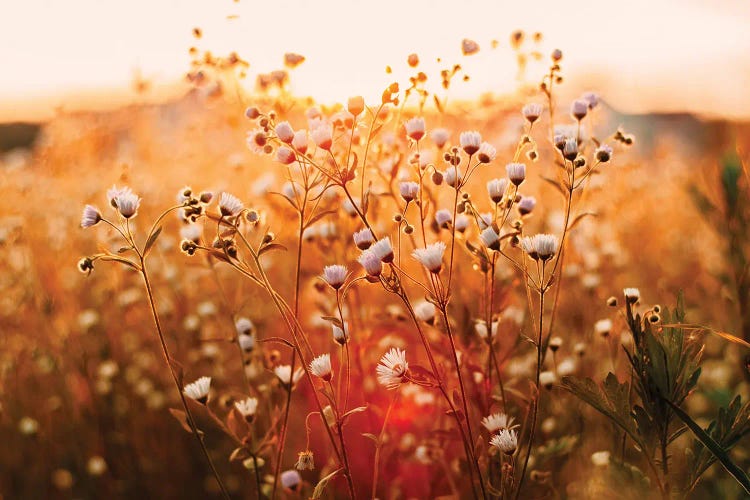 White Wildflower Field