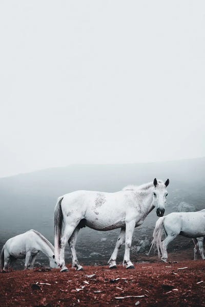 Wild White Horses by Karen Mandau art print