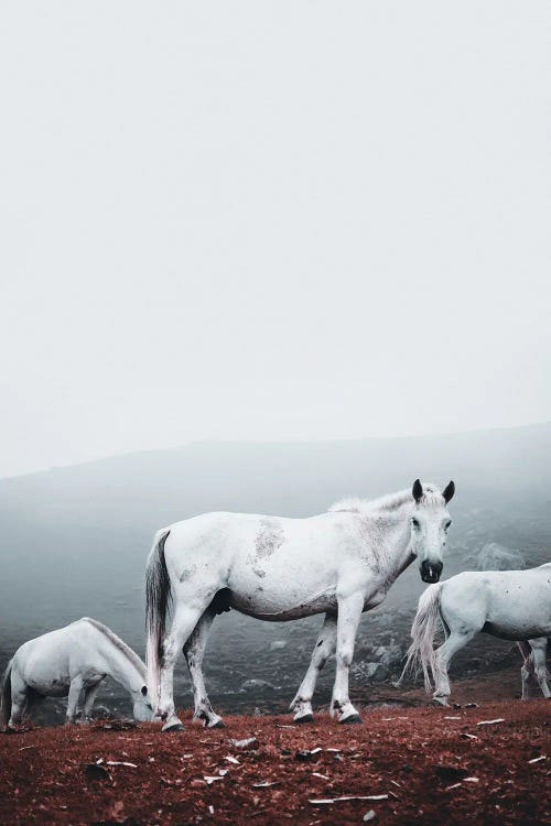Wild White Horses