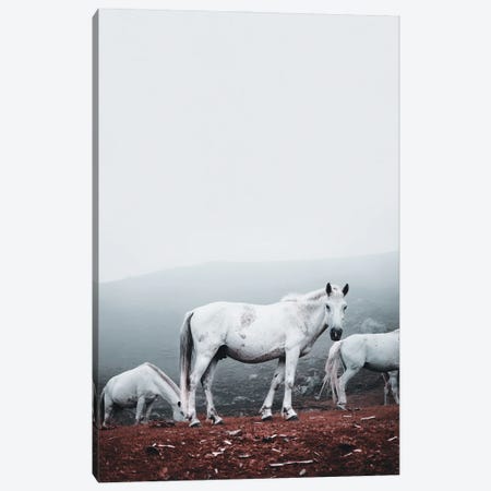Wild White Horses Canvas Print #KMD160} by Karen Mandau Art Print