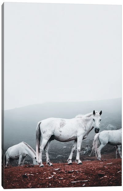 Wild White Horses Canvas Art Print - Karen Mandau