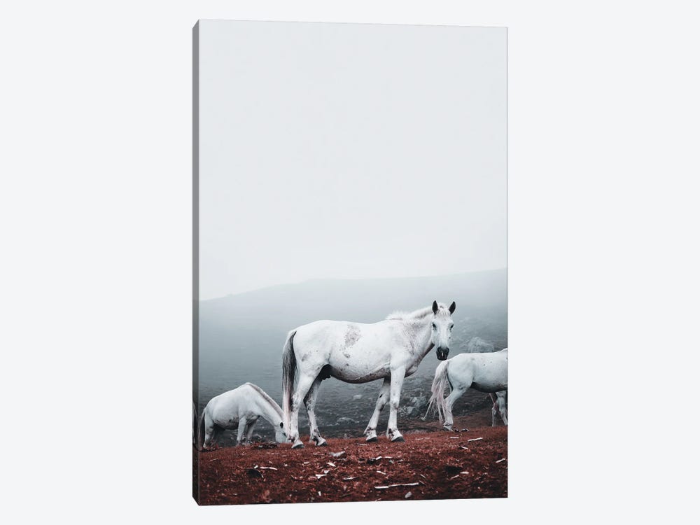 Wild White Horses by Karen Mandau 1-piece Canvas Wall Art