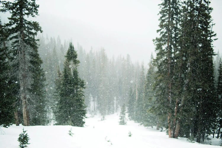 Winter Forest