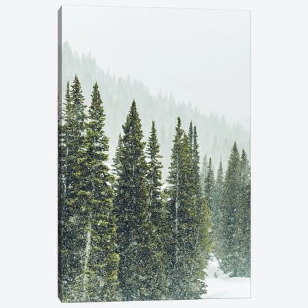 Winter Forest Panorama I Canvas Print #KMD163} by Karen Mandau Canvas Print