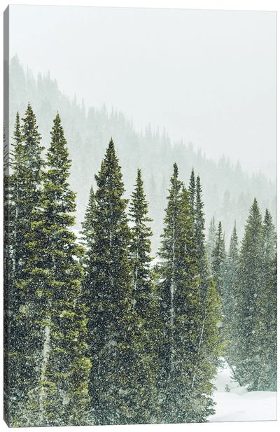 Winter Forest Panorama I Canvas Art Print - Rustic Winter