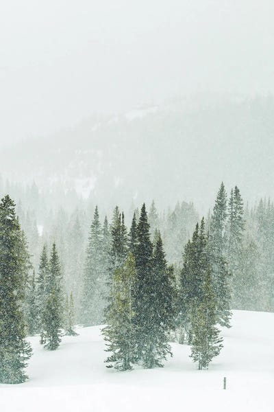 Winter Forest Panorama II by Karen Mandau art print