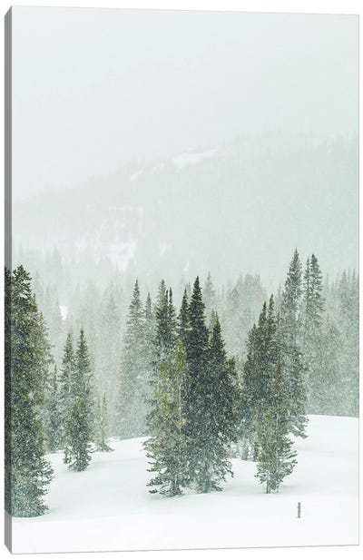 Winter Forest Panorama II Canvas Art Print - Karen Mandau