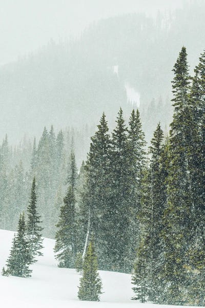 Winter Forest Panorama III by Karen Mandau canvas print