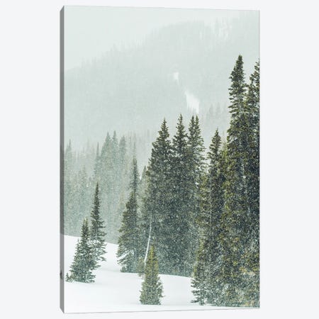 Winter Forest Panorama III Canvas Print #KMD165} by Karen Mandau Canvas Artwork