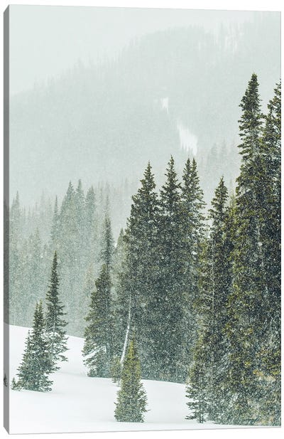 Winter Forest Panorama III Canvas Art Print - Rustic Winter