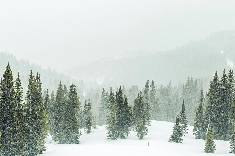 Winter Forest Panorama