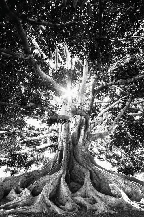 Big Tree In Black And White