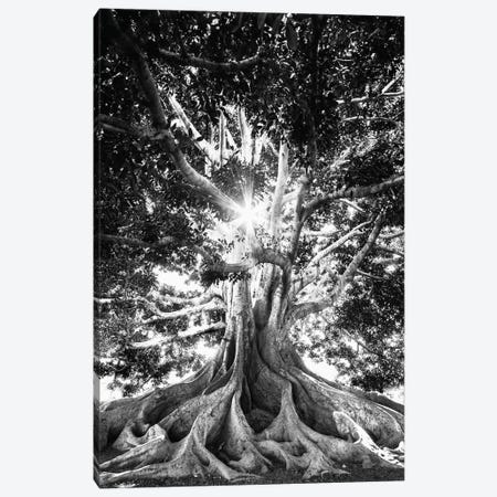 Big Tree In Black And White Canvas Print #KMD17} by Karen Mandau Canvas Print