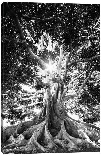 Big Tree In Black And White Canvas Art Print - Karen Mandau