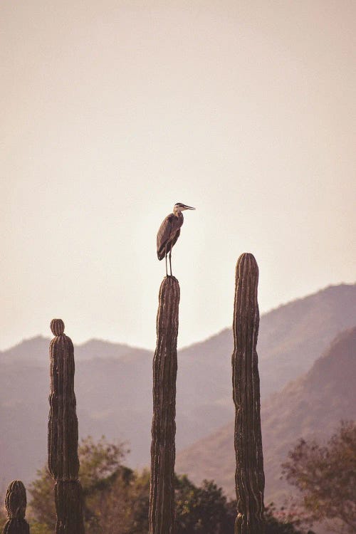 Bird Sitting On Cactus