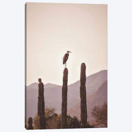Bird Sitting On Cactus Canvas Print #KMD18} by Karen Mandau Canvas Art