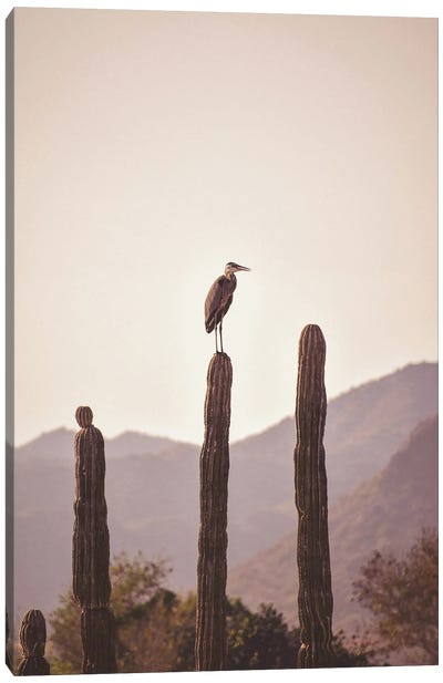 Bird Sitting On Cactus Canvas Art Print - Karen Mandau