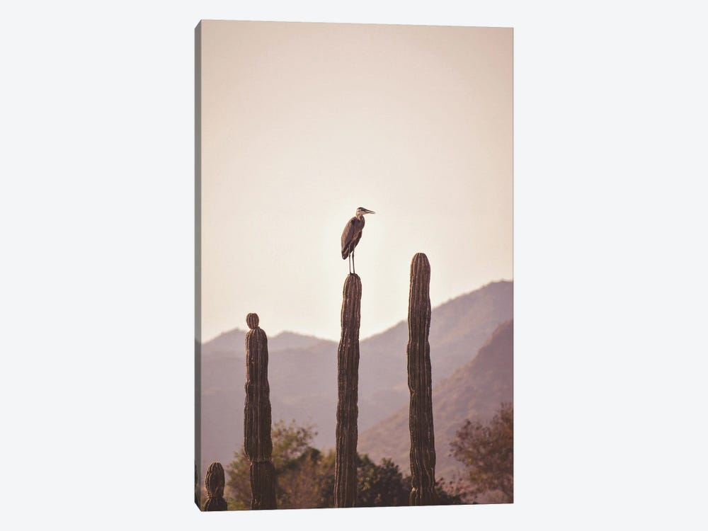 Bird Sitting On Cactus by Karen Mandau 1-piece Canvas Art Print
