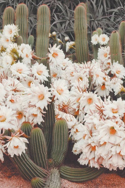 Blooming Cacti by Karen Mandau art print