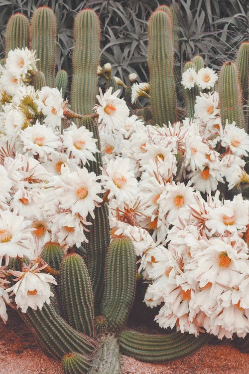 Blooming Cacti