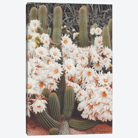 Blooming Cacti Canvas Print #KMD20} by Karen Mandau Canvas Print