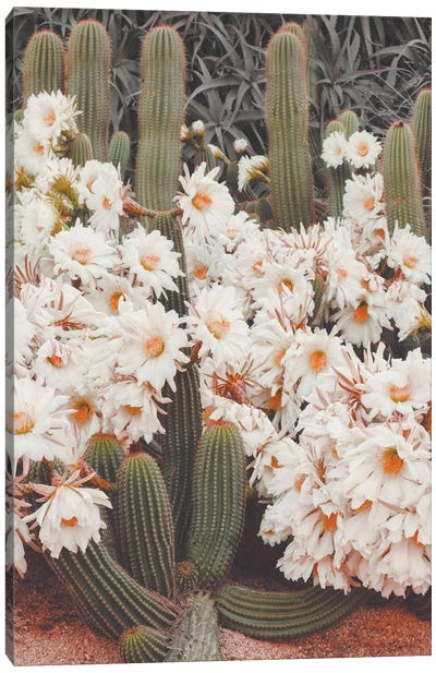 Blooming Cacti Canvas Art Print - Karen Mandau