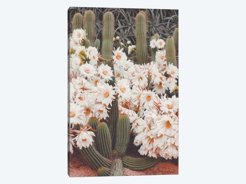 Blooming Cacti by Karen Mandau 1-piece Canvas Artwork