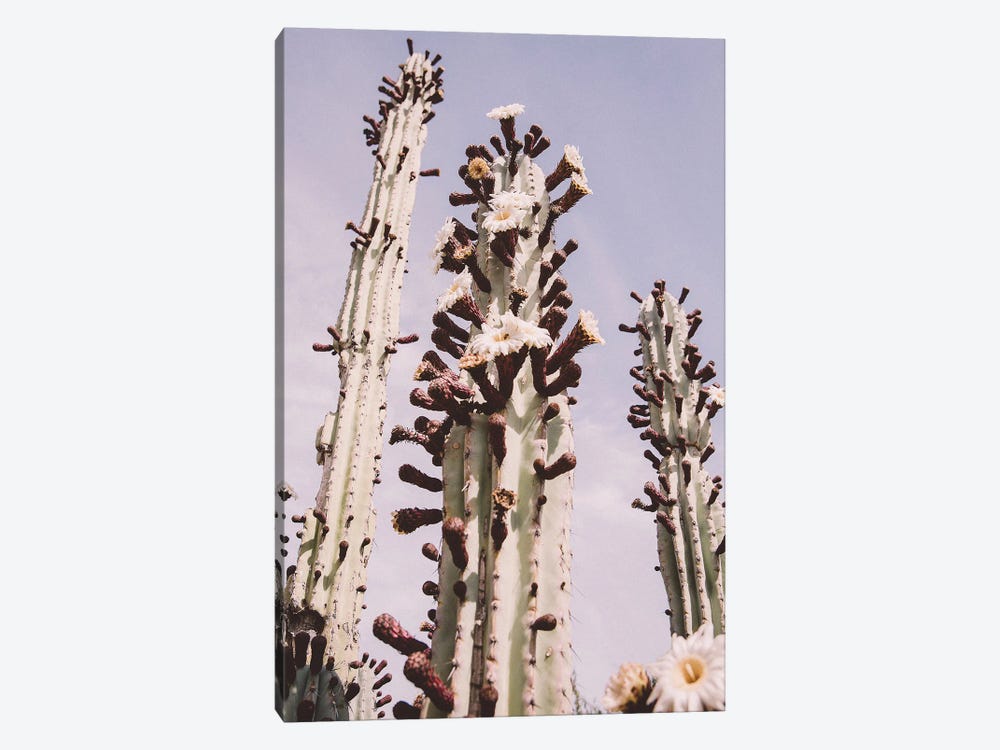 Blooming Cactus by Karen Mandau 1-piece Art Print