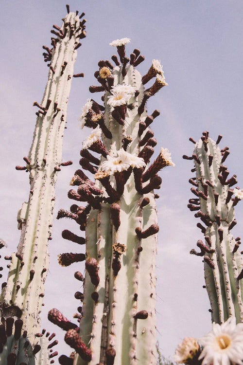 Blooming Cactus