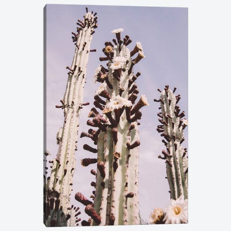 Blooming Cactus Canvas Print #KMD21} by Karen Mandau Canvas Art Print