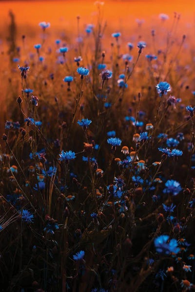 Blue Wildflower Field by Karen Mandau art print
