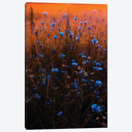 Blue Wildflower Field Canvas Print #KMD28} by Karen Mandau Canvas Art Print