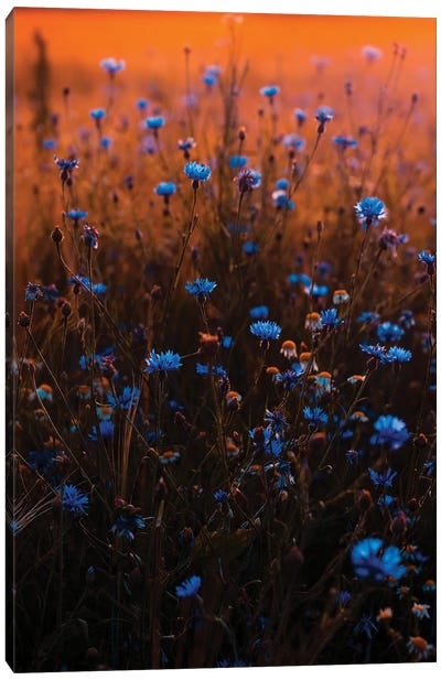 Blue Wildflower Field Canvas Art Print - Karen Mandau