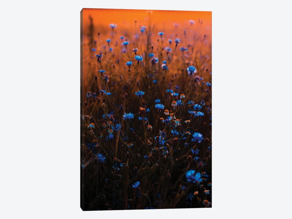 Blue Wildflower Field by Karen Mandau 1-piece Canvas Wall Art