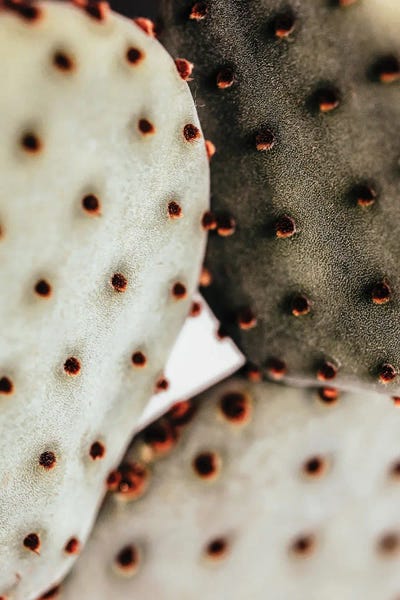 Cactus Closeup I by Karen Mandau art print