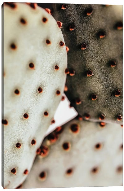 Cactus Closeup I Canvas Art Print - Karen Mandau