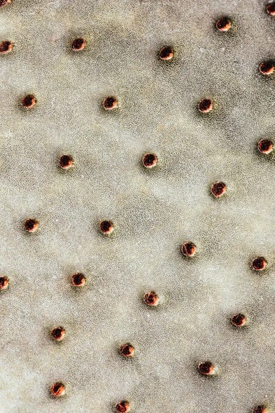 Cactus Closeup II by Karen Mandau art print