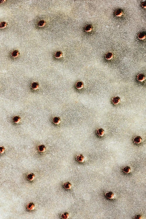 Cactus Closeup II by Karen Mandau wall art