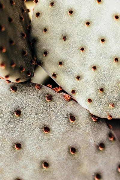 Cactus Closeup by Karen Mandau art print
