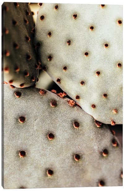 Cactus Closeup Canvas Art Print - Karen Mandau