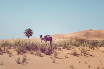 Camel In The Desert by Karen Mandau art print