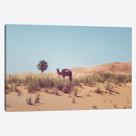 Camel In The Desert Canvas Print #KMD34} by Karen Mandau Canvas Print