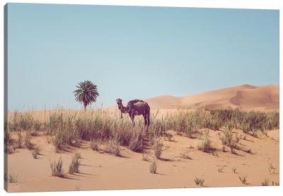 Camel In The Desert Canvas Art Print - Camel Art