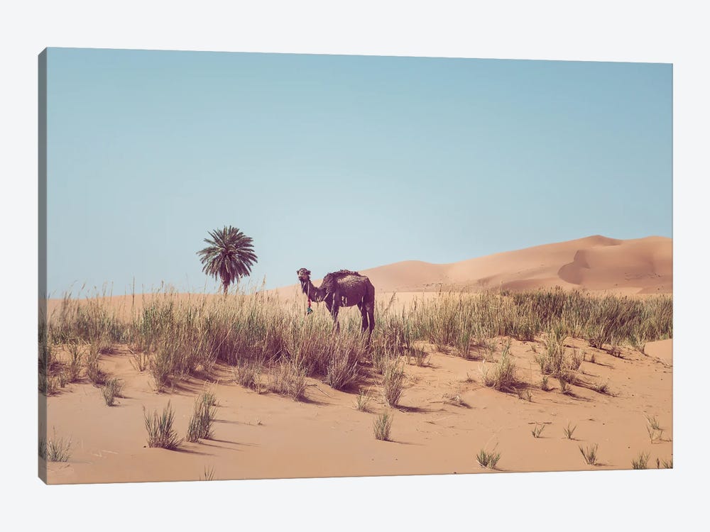 Camel In The Desert by Karen Mandau 1-piece Art Print