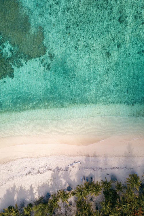 Aerial Beach With Palm Trees