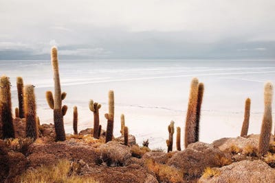 Coastal Cactus Landscape by Karen Mandau art print